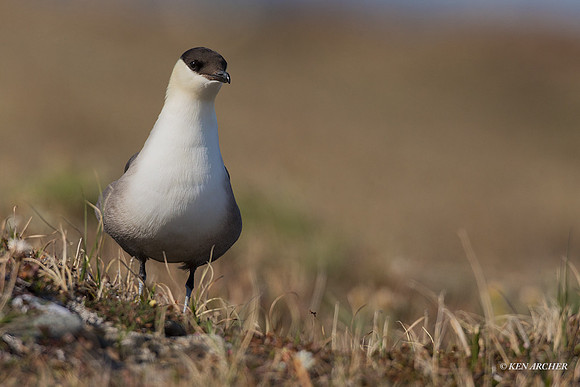 NMLJ01647 - Long-tailed Jaeger