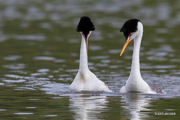 CLGR00815 - Clark's Grebe