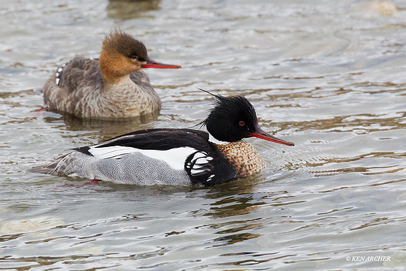 Red-breasted Merganser - NMRR00030