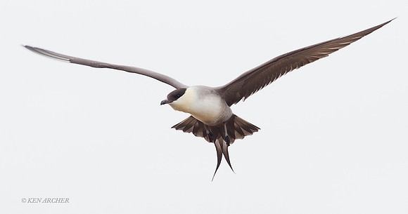 NMLJ00175 Long-tailed Jaeger