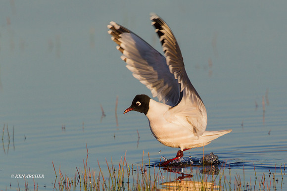 FNGL00396 - Franklin's Gull