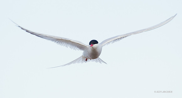 Arctic Tern - NMAT00008