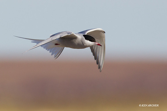 NMAT00291 Arctic Tern