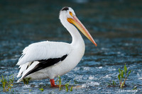 AWP00083 American White Pelican