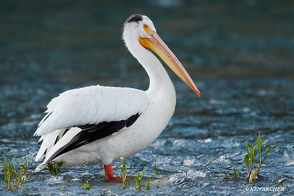 AWP00083 American White Pelican