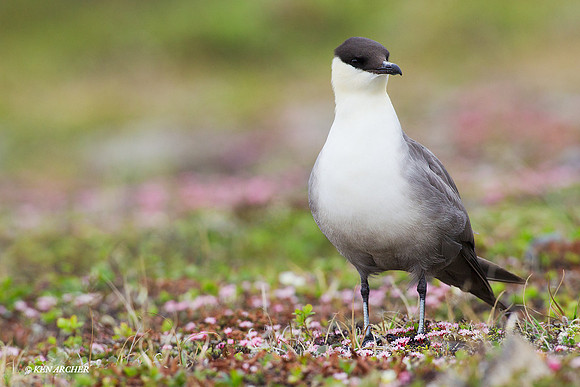 Long-tailed Jaeger - NMLJ00829
