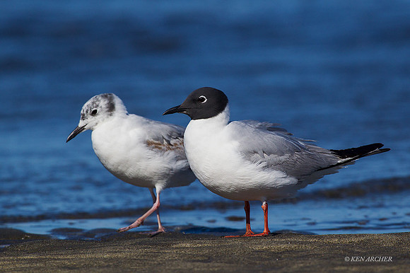 BPGL00050 - Bonaparte's Gull
