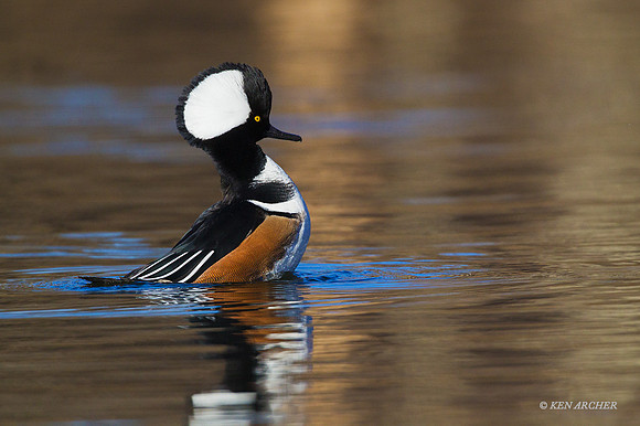 HDMR00496 - Hooded Merganser