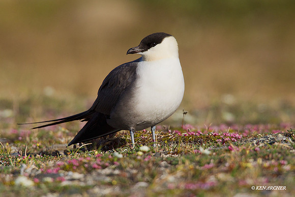 NMLJ00384 Long-tailed Jaeger