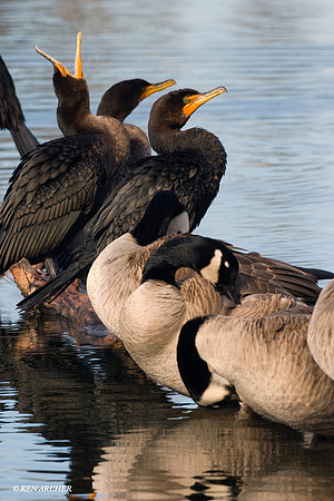GRCG00158 Greater Canada Geese, Double-crested Cormorants