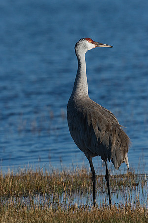 SHCR00051-Sandhill-Cranes