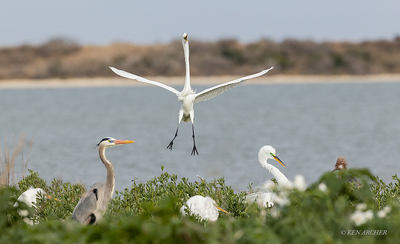 TXGE00022 _ Great Egret