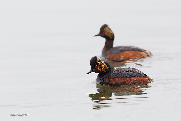 EDGR00196 - Eared Grebe