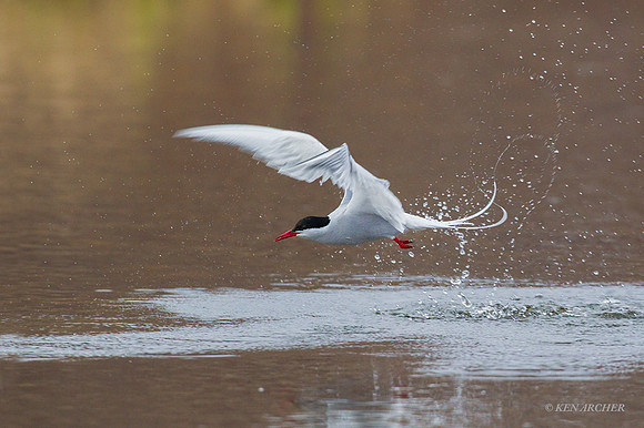 NMAT00411 - Arctic Tern