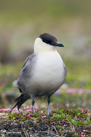 NMLJ00851 Long-tailed Jaeger