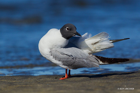 BPGL00023 - Bonaparte's Gull