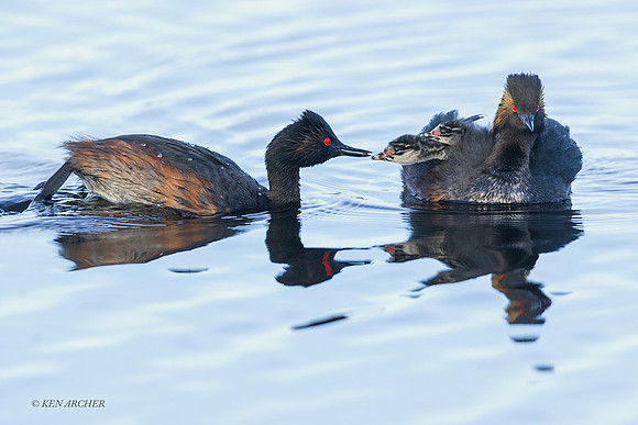 EDGR00444 - Eared Grebe