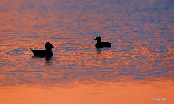 HDMR00340 Hooded Merganser