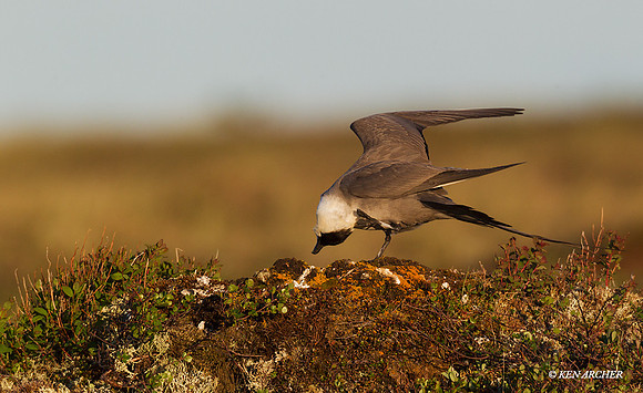 NMLJ01188 - Long-tailed Jaeger