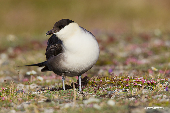 NMLJ00422 Long-tailed Jaeger