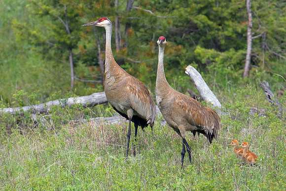 SHCR00301-Sandhill-Crane