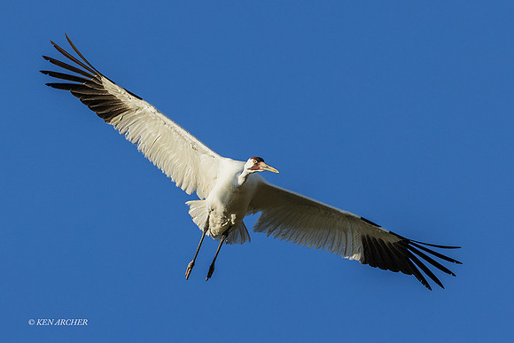 TXWC00842 - Whooping Crane