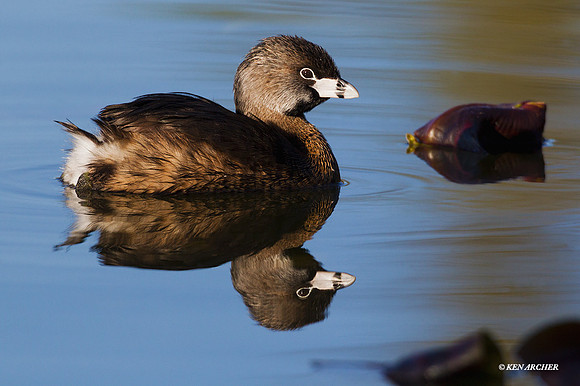 PBGR00187 - Pie-billed Grebe
