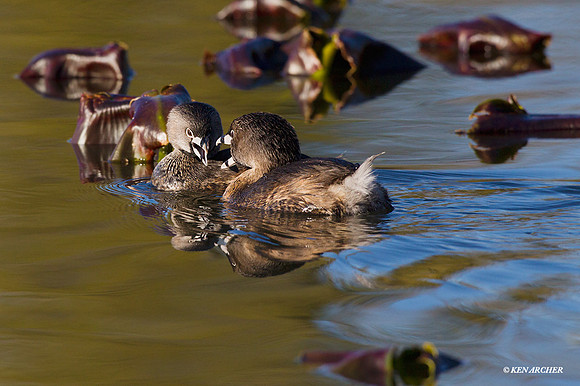 PBGR00196 Pie-billed Grebe