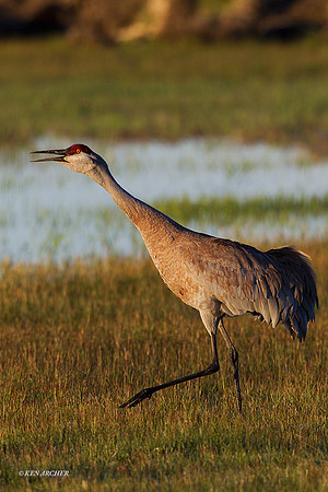 SHCR00852 Sandhill Crane