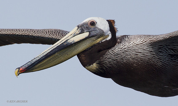 BRPL00044 Brown Pelican