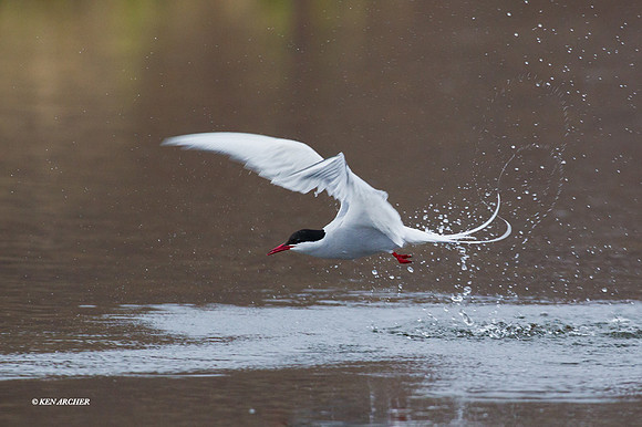NMAT00411 - Arctic Tern