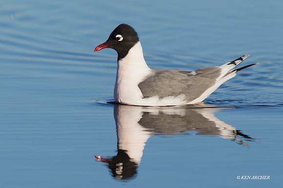 FNGL00381 Franklin's Gull