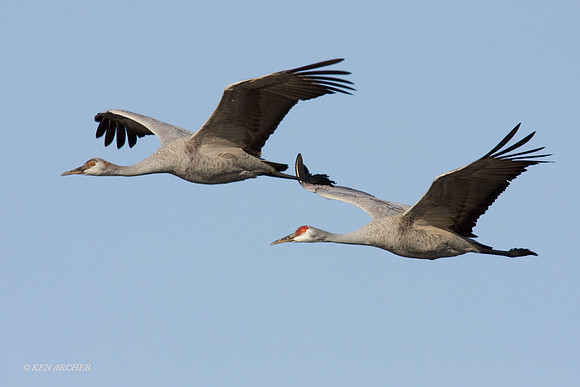 SHCR00106 Sandhill Crane