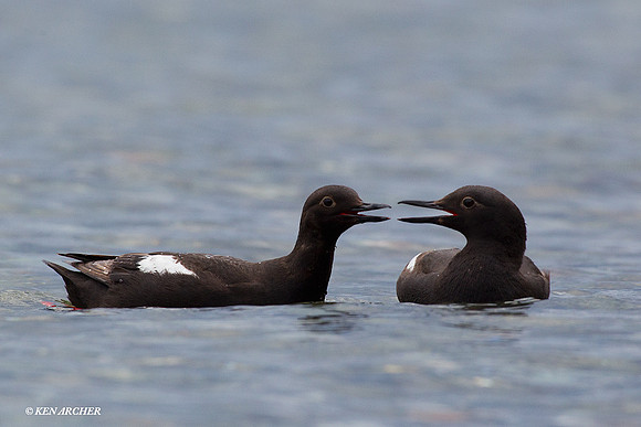 PNGT00152 Pigeon Guillemot