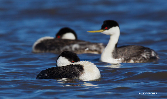 WNGR00094 Western Grebe