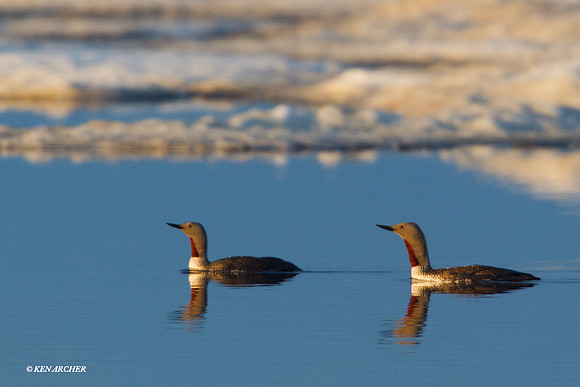 NMRL00310 Red-throated Loon