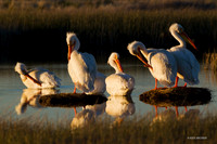AWP00547 American White Pelican