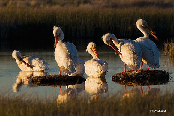 AWP00547 American White Pelican