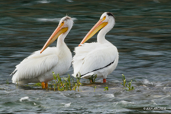 AWP00059 American White Pelican