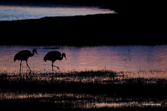 SHCR01026 Sandhill Crane