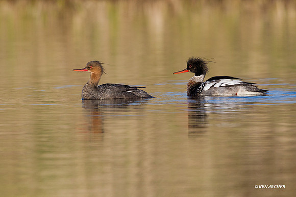 NMRR00262 - Red-breasted Merganser
