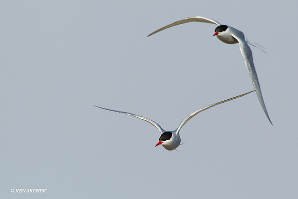 NMAT00214 Arctic Tern