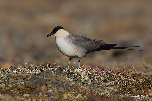 NMLJ01235 - Long-tailed Jaeger