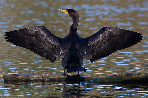 DCCT00094-Double-Crested-Cormorant