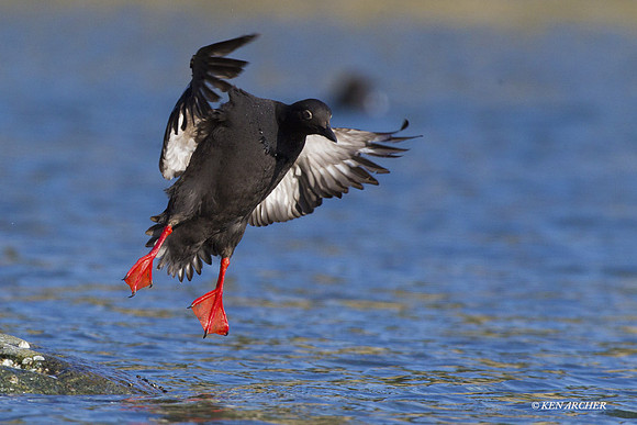 PNGT00489 Pigeon Guillemot