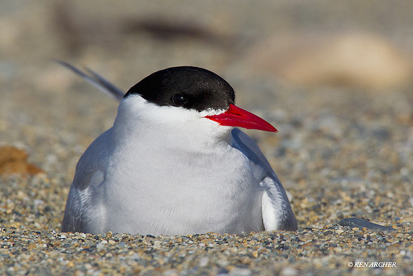 Arctic Tern