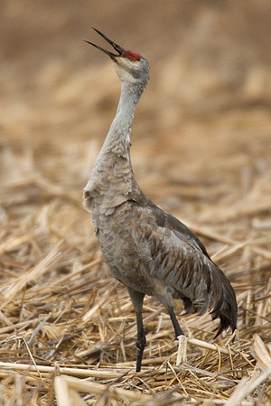 SHCR00097-Sandhill-Crane