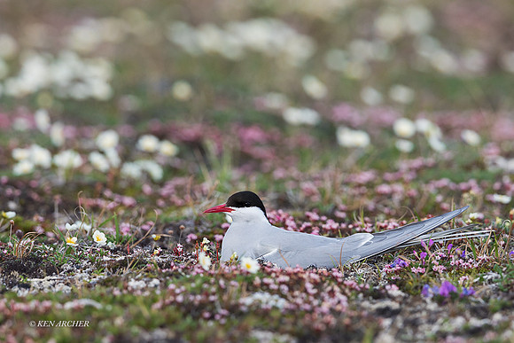 NMAT01014 - Arctic Tern