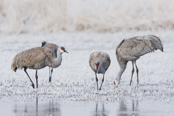 SHCR00152-Sandhill-Crane