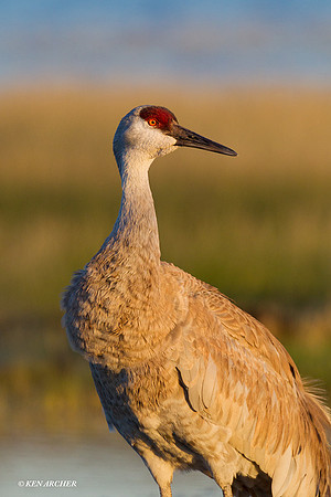 SHCR00689 Sandhill Crane